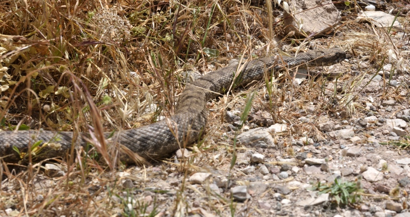 Macrovipera lebetina,  a Cipro